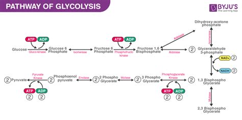 4.Write down the overview of the ten steps glycolysis cycle and how they involve in the ...