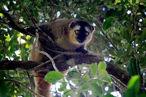 a kaleidoscope equipped with consciousness: Ranomafana National Park: In which we finally see ...