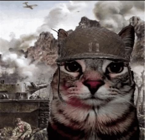 Cat Thousand Yard Stare Cat Ptsd GIF - Cat thousand yard stare Thousand ...