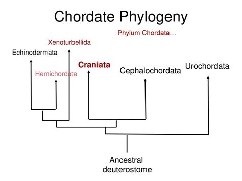 unifying synapomorphies of mammals??? - ppt download