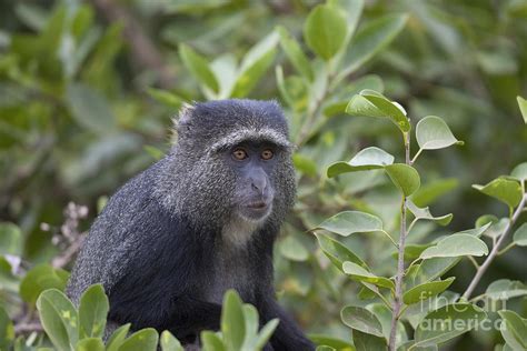 Blue Monkey Photograph by Bernd Rohrschneider - Pixels