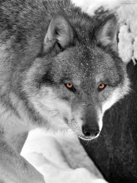 Wolf | Yellow eyes glowing in the snow, as a wolf eyes the c… | Flickr