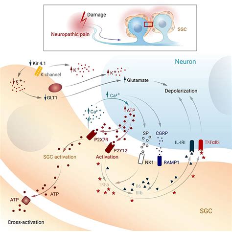 Frontiers | Satellite Glial Cells: Morphology, functional heterogeneity ...