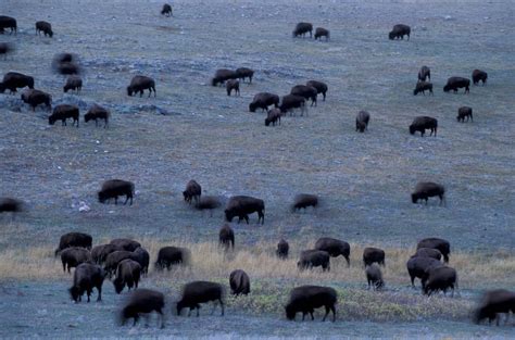 Bison Herd - Joel Sartore