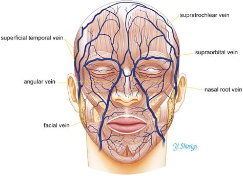 Veins of the Face and Neck | Plastic Surgery Key