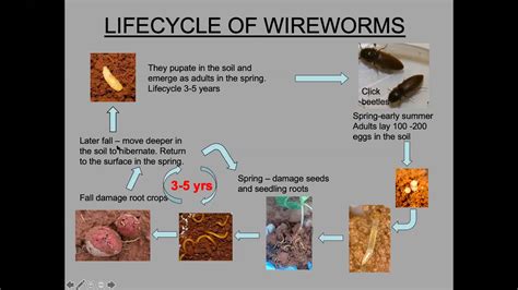 Wireworm Webinar 2020 - YouTube