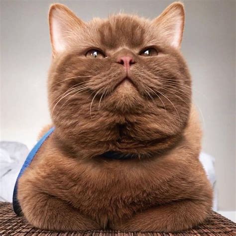 Chubby the Solid Brown Cat : r/cats