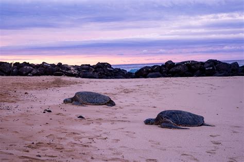 3 Best Snorkeling Spots in Kauai for Beginners - That Adventure Life