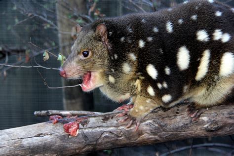 tiger quoll (Dasyurus maculatus) - ZooChat