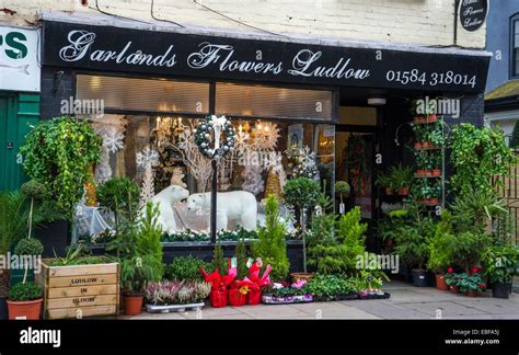 A flower shop window display at Christmas in Ludlow Shropshire Stock Photo - Alamy