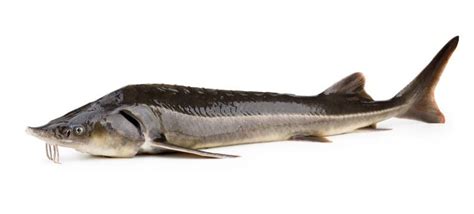 Beluga Sturgeon Fish Facts | Huso huso | AZ Animals