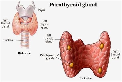 Parathyroid gland anatomy, structure, function, hormones and Tetany types | Science online