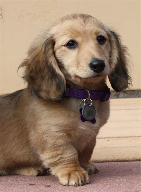 75 best Shaded cream long hair mini doxies images on Pinterest | Cream dachshund, Dachshund ...