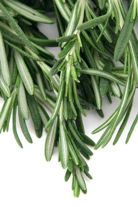 Rosemary leaves stock photo. Image of fresh, spicy, green - 13574908