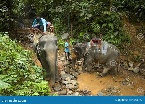 Elephant Swimming in Thailand Editorial Stock Image - Image of ...