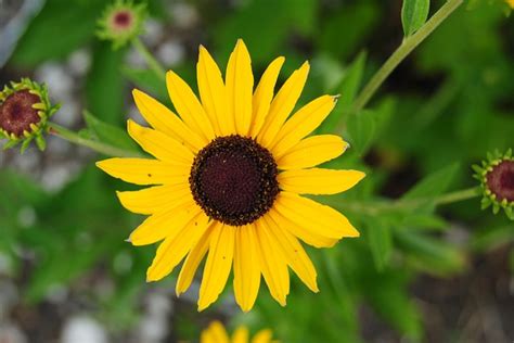 Sunflower Sunflowers Yellow · Free photo on Pixabay