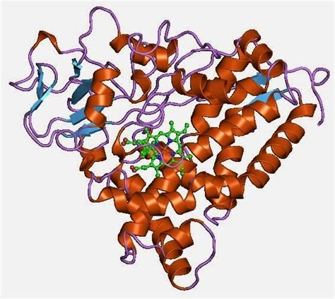 Oxygen-Atom Transfer: Cytochrome P450