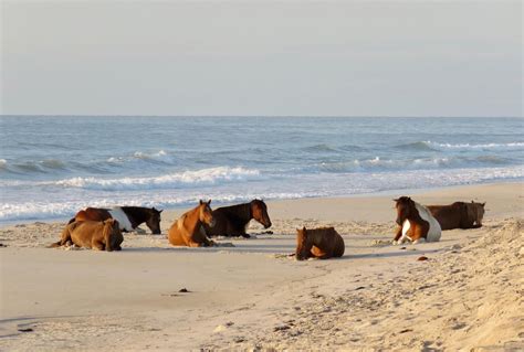 Assateague Island National Seashore Campground | Recreation.gov ...