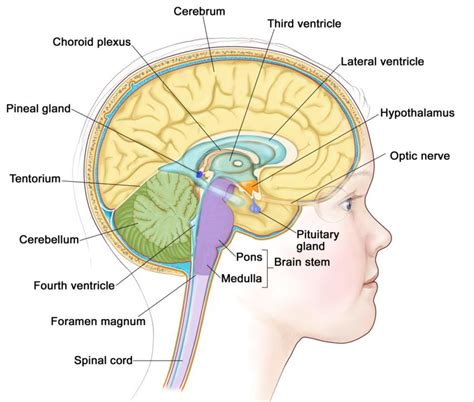 Mid Sagittal Side View Of The Human Brain The Tentorium | My XXX Hot Girl