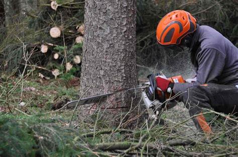 How to Cut Down a Tree Safely