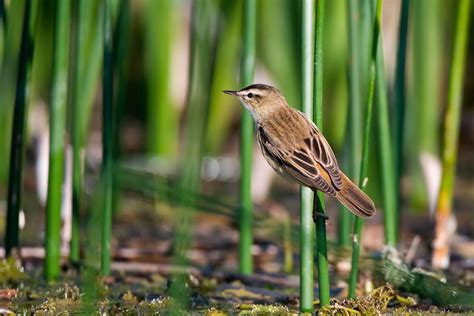 Sedge Warbler | Bird Identification Guide | Bird Spot