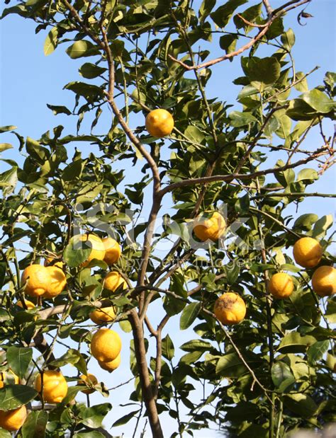 Lemon Tree With Fruit Stock Photo | Royalty-Free | FreeImages