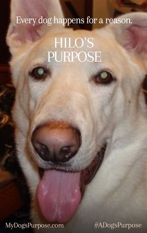 A Dog's Purpose Movie and My Dog's Purpose | A dogs purpose, A dogs purpose movie, A dogs ...