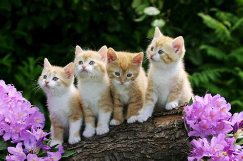 🔥 Free Download Cute Baby Cats Wallpaper Cat by @jtorres5 | WallpaperSafari