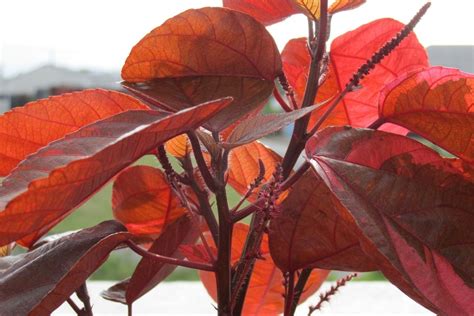 8 Shrubs That Have Red Leaves All Year | Harper's Nurseries