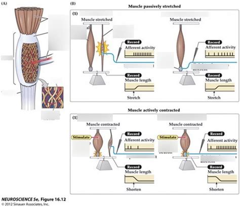 Golgi tendon organ Diagram | Quizlet