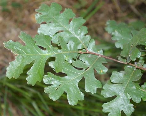 10 Special Types of Oak Trees in California - ProGardenTips