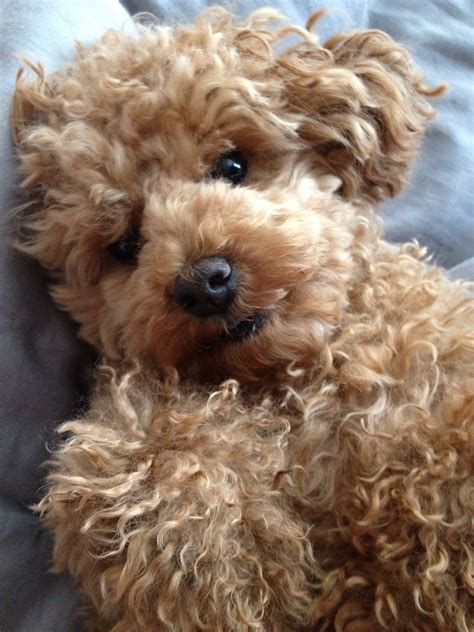 The cutest dog ever, Max, or teddy bear perhaps?! | Poodle dog, Puppies, Teddy bear puppies