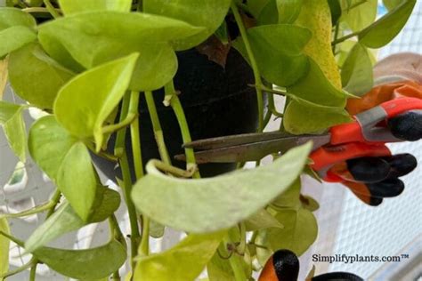 How To Prune Indoor Plants? (Step-By-Step Guide) » Simplify Plants