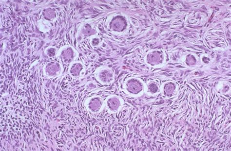 Normal Histology