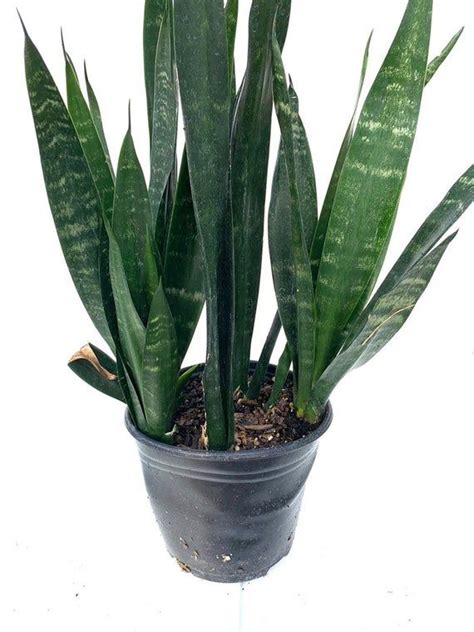 Sansevieria trifasciata ‘Black Coral’ Snake Plant House Plant Air Purifier in 2020 | Snake plant ...