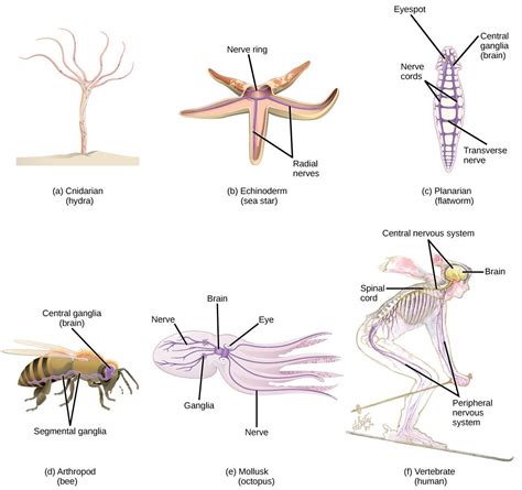 26.1 Neurons and Glial Cells | Texas Gateway