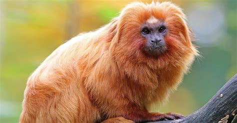 Golden Lion Tamarin Animal Pictures | A-Z Animals