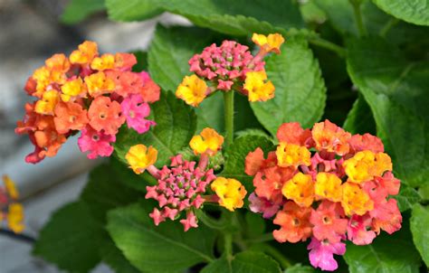 Bright Perennials That Withstand Sun & Heat