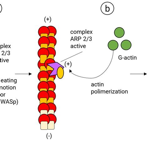 Actin-binding proteins that regulate the assembly and disassembly of ...