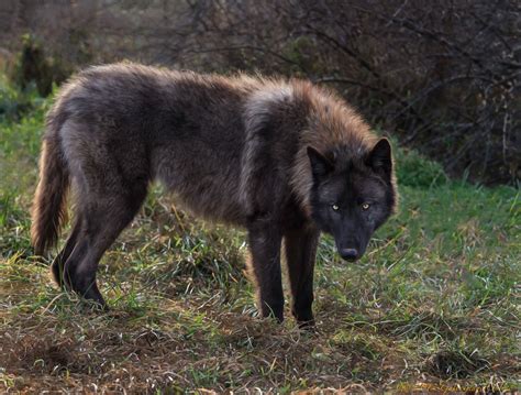 A black wolf pup (8 months old) | Wolf dog, Wolf world, Wolf pictures