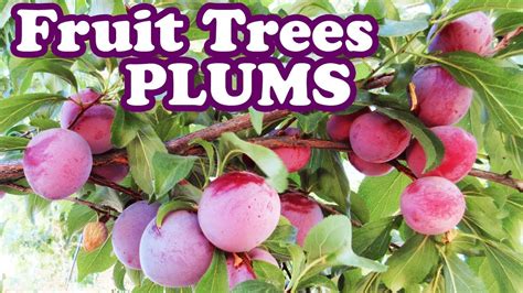 Dwarf Santa Rosa Plum Tree - Pruning Plum Plants Purple Fruits - Planting Types Of Small Fruit ...