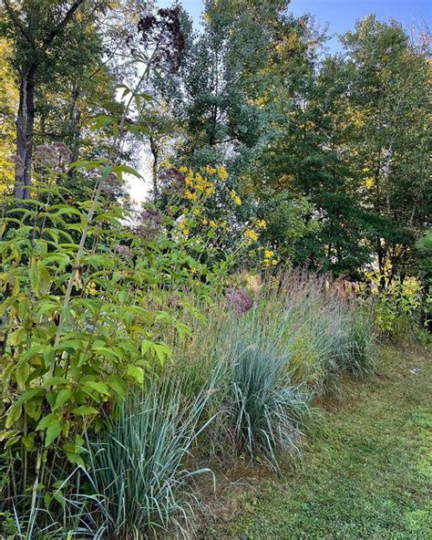 15 Best Tall Grasses for Privacy | Balcony Garden Web