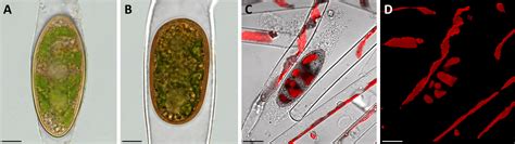 Frontiers | Zygospores of the green alga Spirogyra: new insights from structural and chemical ...