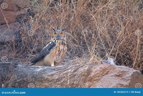 Indian Eagle Owl on Its Habitat Stock Photo - Image of hunting, hilly ...