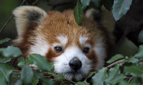 ¿Es el panda rojo "el mamífero más bello del mundo"?