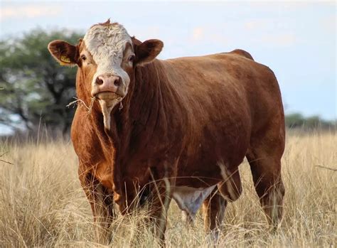 Simmentaler Cattle South Africa