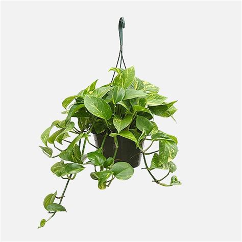 Golden Pothos Hanging - Pothos Plant