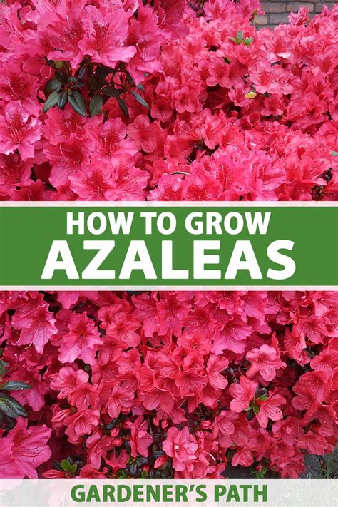 How to Grow and Care for Azalea Bushes | Gardener’s Path