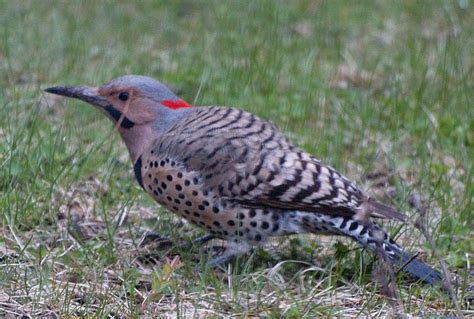 Yellow-Shafted Northern Flicker: Field Guide, Pictures, Habitat & Info - Optics Mag