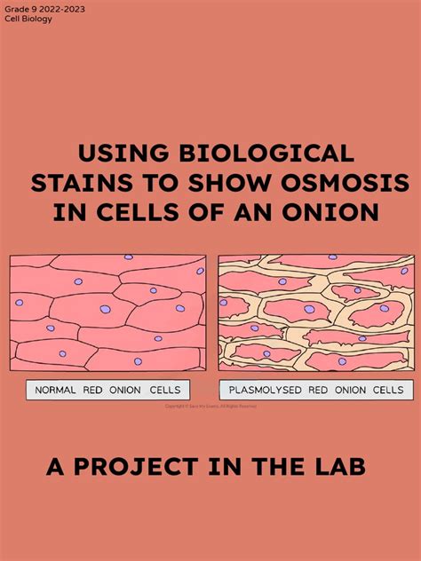 Osmosis, Turgor Pressure and Plamolysis in Onion Cells | PDF | Cell ...